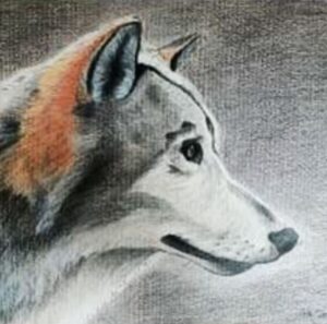 A pencil drawing of a dog's face in profile against a dark background.